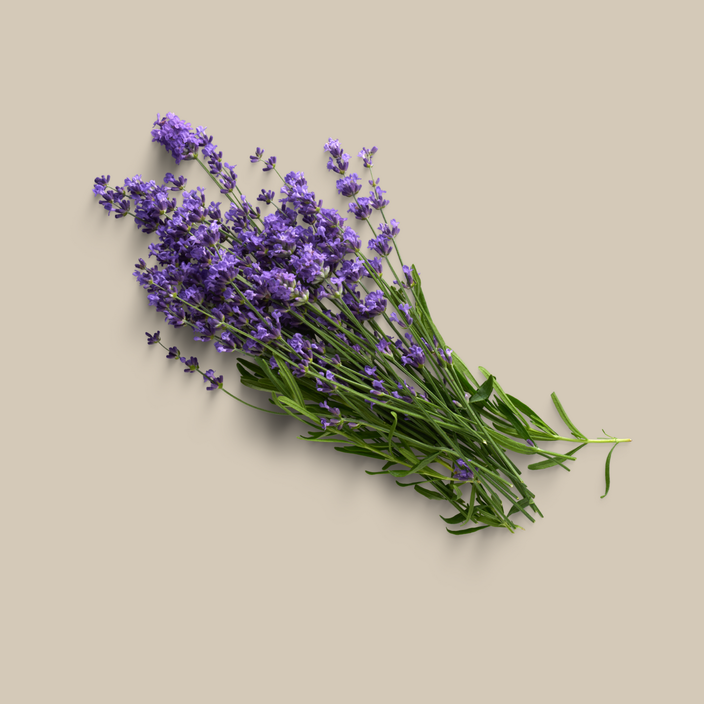 Ulei Esential de Lavanda Biolora, aromaterapie, puritate 100%, nediluat, 5 ml