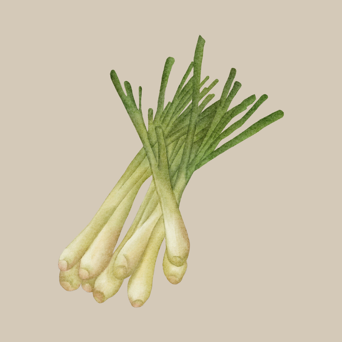 Ulei Esential de Lemongrass Biolora, aromaterapie, puritate 100%, nediluat, 10 ml, sticluta cu picurator