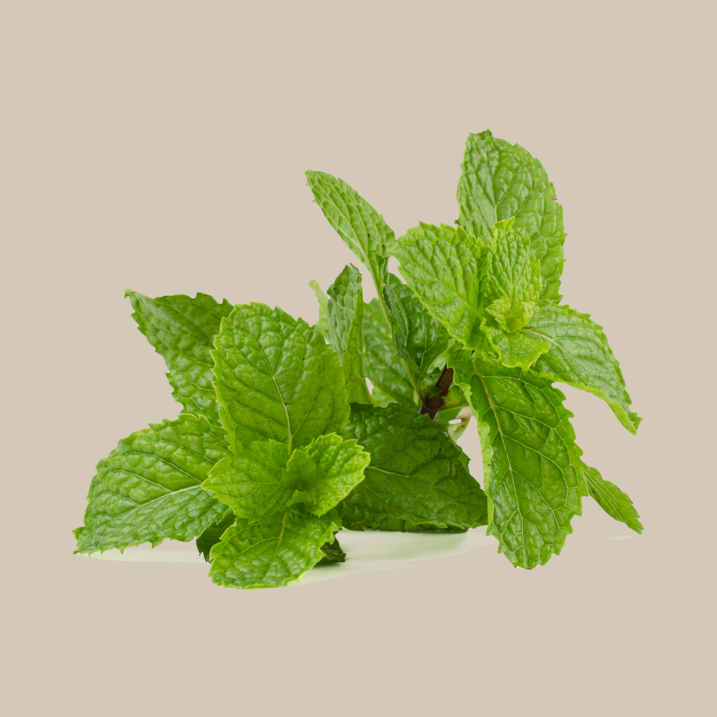 Ulei Esential de Menta Biolora, aromaterapie, puritate 100%, nediluat, 10 ml