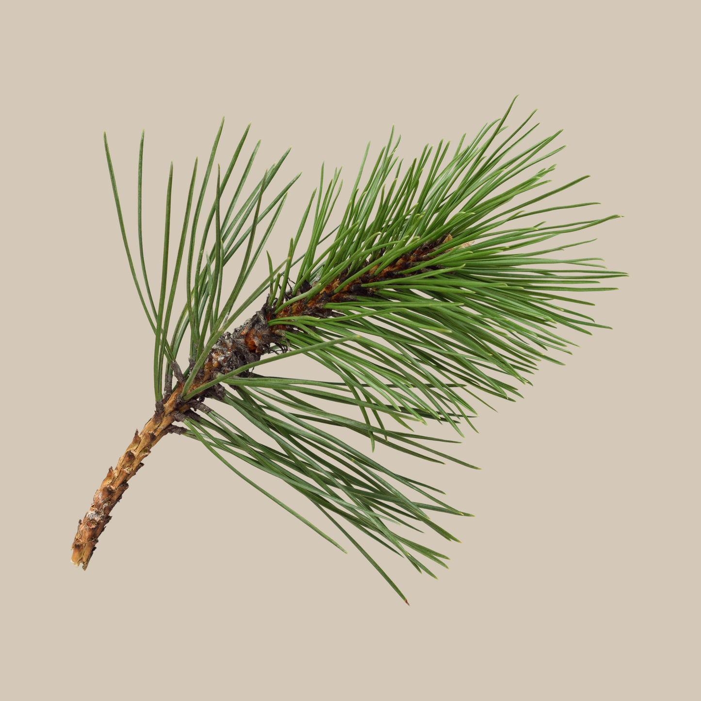 Ulei Esential de Pin Silvestru Biolora, aromaterapie, puritate 100%, nediluat, 10 ml, sticluta cu picurator